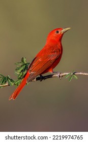 Summer Tanager, Rio Grande Valley, Texas