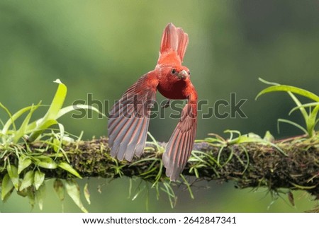 Summer tanager taking off from tree branch