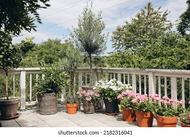 Summer terrace view in sunlight. Blooming potted geranium flowers, citrus and olive trees. Blurred green garden, yard background. White old shabby wooden railing, fence. Leisure, lifestyle concept.