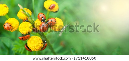Summer themed banner of ladybugs (beneficial insects) sitting on a bright yellow flower with a lot of copy space 