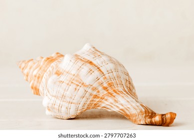 Summer time concept with sea shells or starfish on a table background with copy space for text.