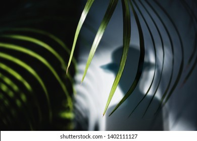 Summer Time Concept. Shadow Of A Man In Fedora Hat And Areca Palm Leaf Shading To The Wall. Selective Focus