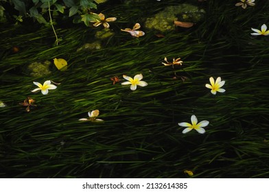 Summer Time, Flowers In Liwan Park