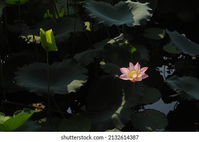 Summer Time, Flowers In Liwan Park