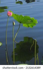 Summer Time, Flowers In Liwan Park