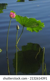 Summer Time, Flowers In Liwan Park