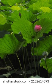 Summer Time, Flowers In Liwan Park