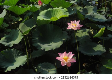 Summer Time, Flowers In Liwan Park