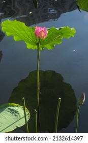 Summer Time, Flowers In Liwan Park