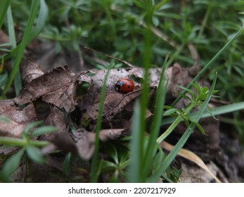 Summer time for a ladybug!