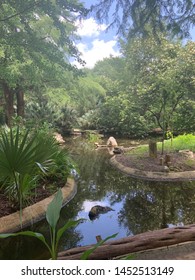 Summer Time In Zilker Park Austin, Texas 