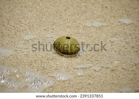 summer time.Dead sea urchin, arbacia lixula on sand,skeleton of sea shell green echinoidea,A beautiful sea urchin shell floats on the sand of a charming beautiful beach.