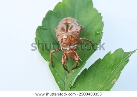 A summer tradition 'Cicada shells'. Cicadas grow by repeatedly molting, and finally emerge from their cocoons, leaving behind their empty shells on trees or other surfaces.