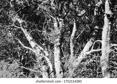 Summer Tree In San Rafael,CA 