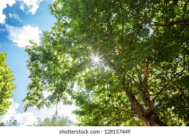 Summer Tree With Sky