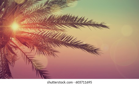 Summer tropical background with palms, sky and sunset.