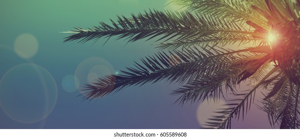 Summer tropical background with palms, sky and sunset.