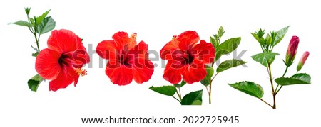 Summer tropical flowers, exotic Hibiscus flowers on white background, with clipping path