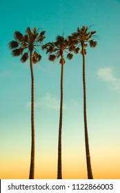 Summer tropical island paradise background. Three very high Mexican fan palm trees (Washingtonia Filifera) on sunsetting light backdrop. Californian beach landscape wallpaper - vintage design.