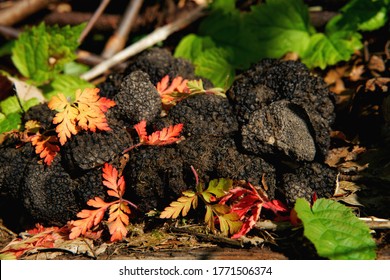 summer-truffle-tuber-aestivum-grows-260nw-1771506374.jpg