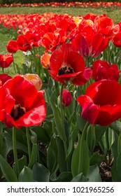 Summer tulip field - Shutterstock ID 1021965256