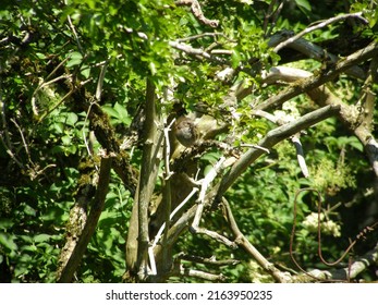 Summer Uk Scotland Bird Eating Insect It Has Caught 