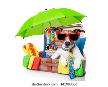summer vacation dog in bag full of holiday items