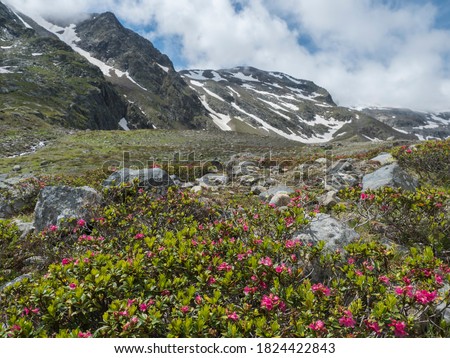 Summer view of alpine landscape with snow-capped mountain peaks and pink blooming Rhododendron flowers. Tyrol, Stubai Alps, Austria
