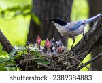 Summer view of an azure-winged magpie mother feeding youngs on the nest in the forest of Choansan Mountain near Nowon-gu, Seoul, South Korea
