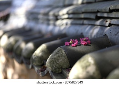 Summer view of fallen pink flower petals of Lagerstroemia indica on tile roof of a house near Gunsan-si, South Korea
