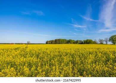 Summer View Of Flowering Rapeseed Field Against Blue Sky. Sweden.