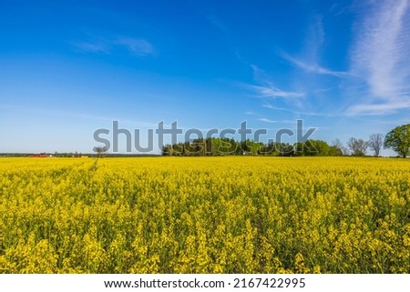Summer view of flowering rapeseed field against blue sky. Sweden.