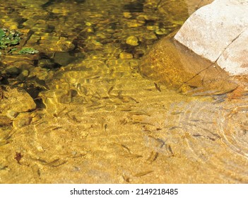 Summer View Of Minnow Fish In Fresh Water Of Sogeumgang Valley At Odaesan National Park Near Gangneung-si, South Korea
