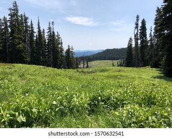 The Summer View Of The Mt. Hood Meadows On The Top Of A Ski-lift.