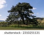 Summer view of natural monument Sangju Bansong Pine Tree standing on the ground at Sanghyeon-ri near Sangju-si, South Korea
