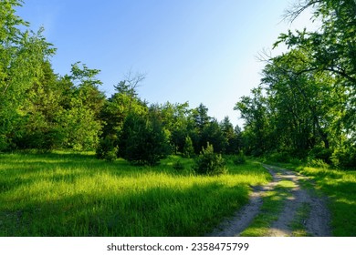 Summer view of a road in a sparse forest enveloping a clearing