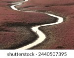 Summer view of a seagull walking on waterway amid mud flat with red glasswort leaves at Yeongjongdo Island of Jung-gu, Incheon, South Korea

