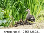 Summer view of spotbill duck family with a mother and youngs on earth against aquatic plants on the pond of Maru Park at Bundang-gu of Seongnam-si, South Korea
