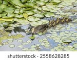 Summer view of spotbill duck family with a mother and youngs swimming on the pond of Maru Park at Bundang-gu of Seongnam-si, South Korea
