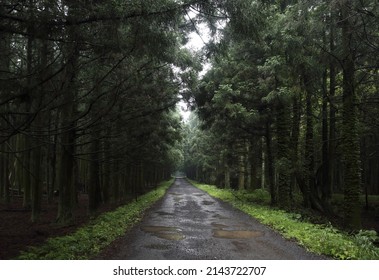 Summer view of wet road and forest of cedar trees after rain at Jeju-si, Jeju-do, South Korea 
