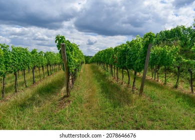 Summer in the vineyard, Lower Austria, Austria