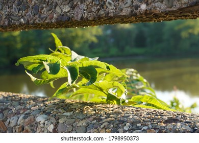 Summer Walk At Cooper River Park 