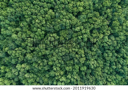 Summer warm sun light forest aerial view as summer background