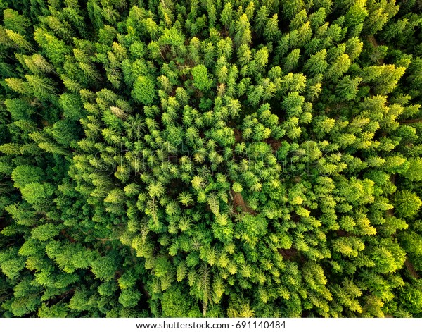 夏の暖かい太陽光の森の空撮 の写真素材 今すぐ編集