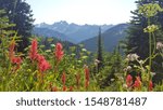 Summer in Washington state Mountain with flowers in Pacific Crest Trail