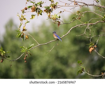 Summer, western bluebird and sycamore tree.