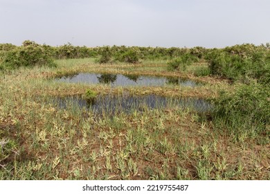 Summer Wetland Scenery Of Haixi Mongol And Tibetan Autonomous Prefecture