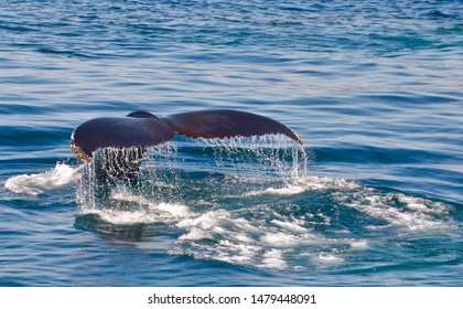 Summer Whale Watching In Boston