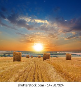 Summer Wheat Field After A Harvest