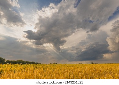 Summer wheat field. Beautiful cloudscape of golden agriculture field under dramatic sky with clouds. - Powered by Shutterstock